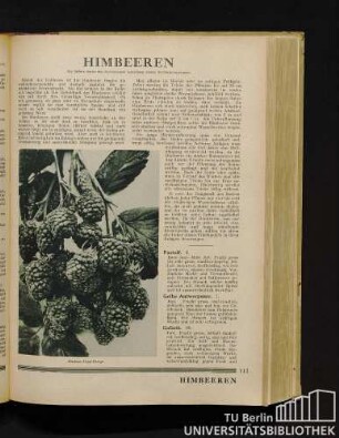 Himbeeren