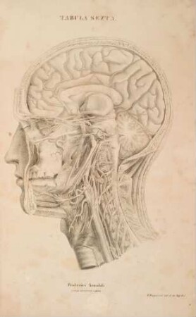 Caput viri viginti annorum e latere sinistro atque externo delineatum. Prima et intima species nervorum capitis extrinsecus inspectorum. Origines nervorum cervicis et cerebri; horum decursus tum exparte tum totus