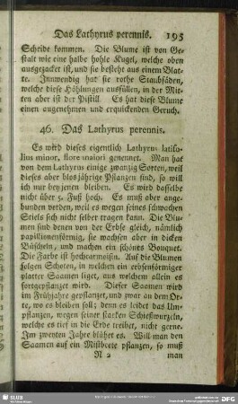 46. Das Lathyrus perennis