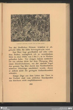 Goldammer, Emberiza citrinella, Linn., zu Neste gehend