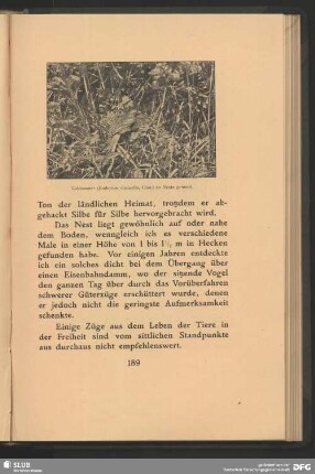 Goldammer, Emberiza citrinella, Linn., zu Neste gehend
