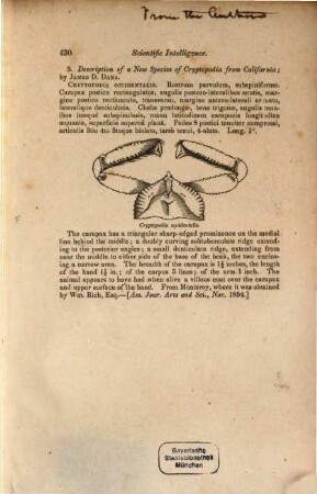 Description of a new species of Cryptopodia from California