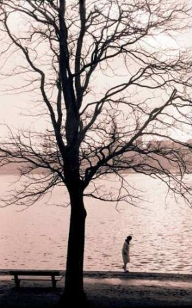 Hamburg: Binnenalster, Vordergrund Baum, von der Lombardsbrücke