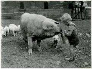 Ein Kind füttert Schweine