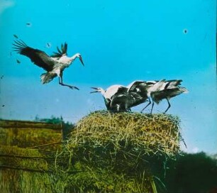 Vögel. Weißstorch (Ciconia ciconia) mit Jungen im Horst