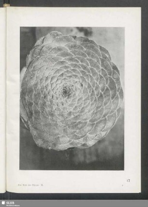 Sempervivum tabulaeforme