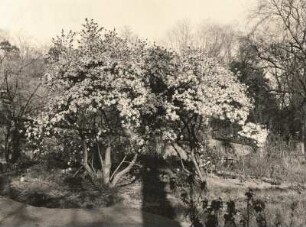 Zierbaum in Dresden-Hosterwitz. Sternblütige Magnolie. Stern-Magnolie (Magnolia stellata)