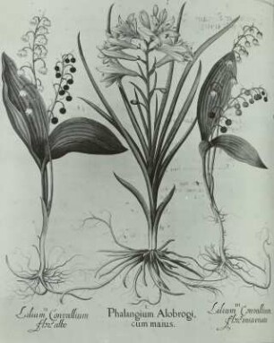 Besler, Basilius und Hieronymus: Hortus :Eystettensis: Maiglöckchen (Convallaria majalis L.) weiße und rosa Varietät, Zaunblume, "Spinnenlilie" (Phalangium sp.)