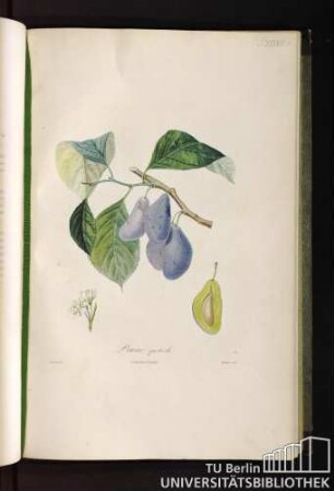 P. XXXVIII. Prune quetsch.
