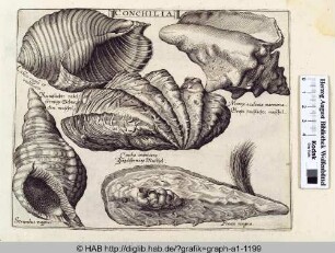 Conchilia: Meeresschnecken und Muscheln