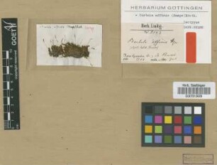 Barbula affinis Hampe [isotype]