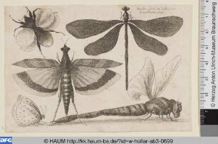 Drei Libellen, Hummel und Schmetterling