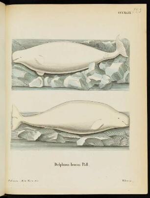 CCCXLIX. Delphinus leucas Pall.