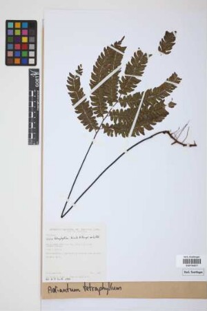 Adiantum tetraphyllum