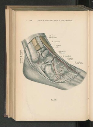 Fig. 633. Lage der A. dorsalis pedis und der A. tarsea lateralis zu den Gelenken des Fußes.