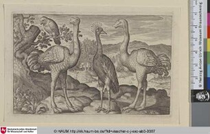 [Zwei Strauße, ein Pfau und ein Papagei; Two Ostriches, a Peacock and a Parrot]