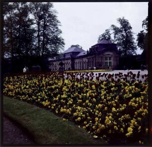 Schwetzingen: Schlosspark mit gelben [und roten] Tulpen