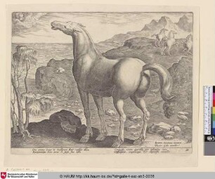 [Eine Stute wird von Zephir befruchtet; A mare inseminated by Zephyr]
