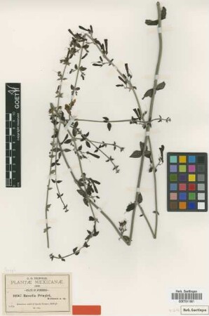 Russelia pringlei B.L.Rob. [isotype]