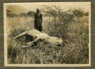 Aufnahme eines Afrikaners vor einer erlegten Riesen-Elenantilope