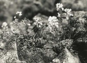 Alpen-Aster (Aster alpinus L.) und Trauben-Steinbrech (Saxifraga aizoon Jacq.) auf Andesit. Ostkarpaten