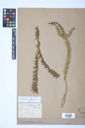 Phlegmariurus phyllanthus (Hook. & Arn.) Dixit