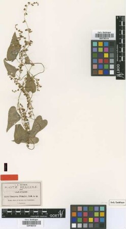 Dioscorea pringlei B.L.Rob. [type]
