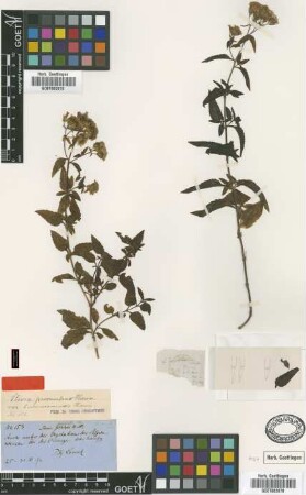 Stevia procumbens Hieron. var. tucumanensis Hieron.[type]