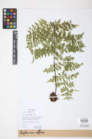 Asplenium affine Sw.