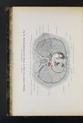 Fig. 74. Horizontalschnitt der Brust, in der Höhe des neunten Wirbels.