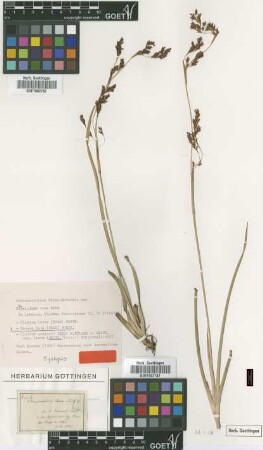 Cladium preissii (Nees) F.Müller in Benth. var. laxum (Benth.) Kük.[syntype]