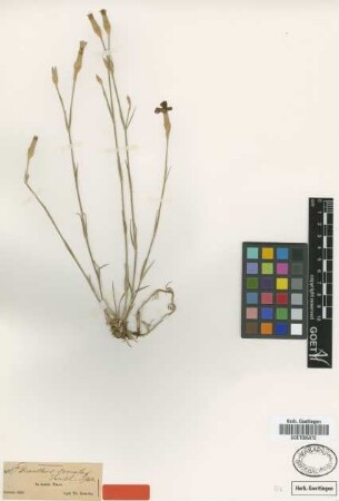 Dianthus zonatus Fenzl [type]