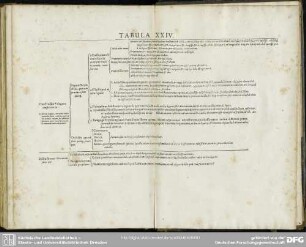 Tabula XXIV.