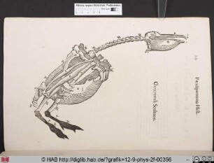Onocrotali Sceleton.