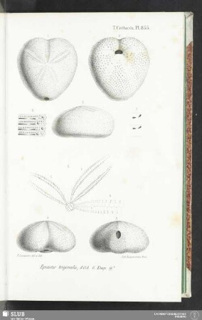 Pl. 855