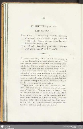 Productus punctatus. Tab. CCCXXIII