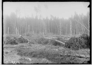 Sturmschäden; Wald mit umgestürzten Bäumen (Sigmaringen Richtung Bingen)