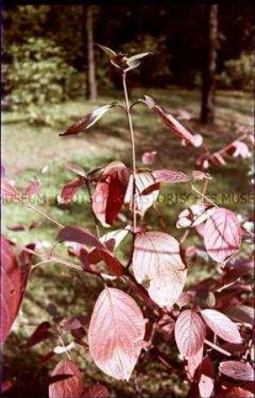 Herbstlaub