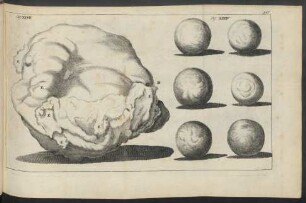 Zu Observatio XXVII. und zu Observatio XXXIV.