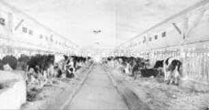 Moderner Rinderanbindestall der LPG Bandelow (Kr. Strasburg)
