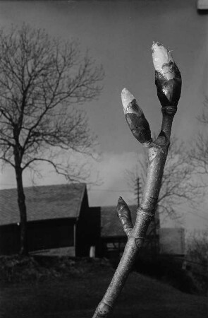 Fotomontage mit Kastanienknospen und einer Dorfansicht
