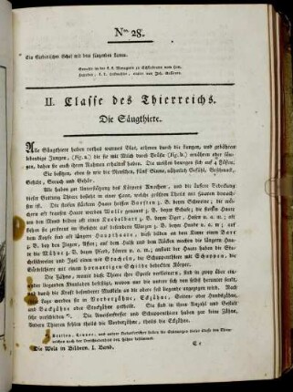 II. Classe des Thierreichs. Die Säugthiere.