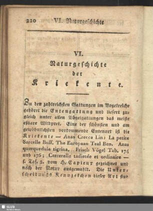 VI. Naturgeschichte der Kriekente