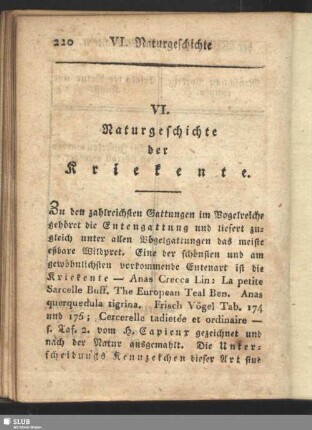 VI. Naturgeschichte der Kriekente