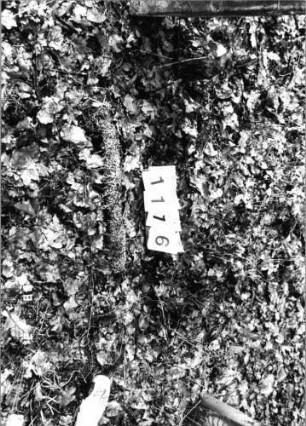 Grabstein 1116 (Index: 99902898) Material: Sandstein Beschreibung: Stein fast vollständig eingesunken: Grabstein 1116