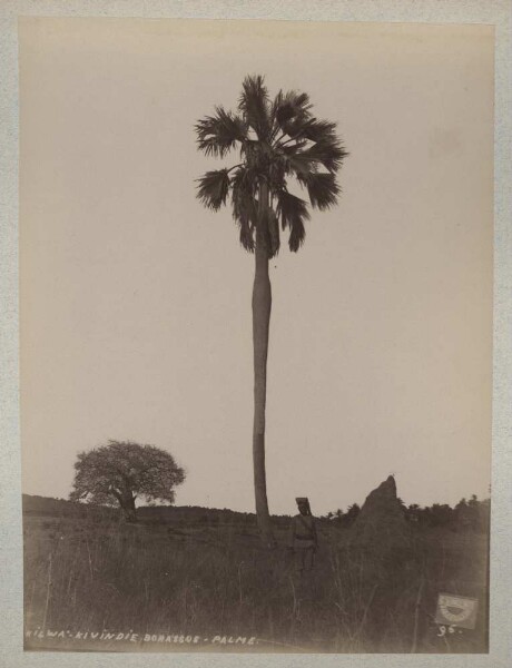 Kilwa kivindie. Borassus palm