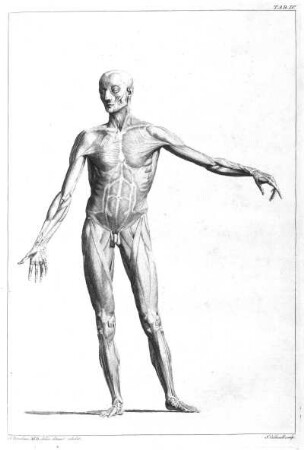 Muskulator des Menschen (frontal). Kupferstich von James Caldwall