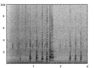 Haushuhn | Gallus gallus f. domestica - Ruf