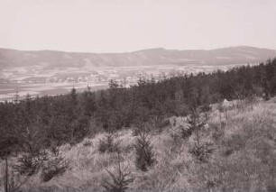 Lausitzer Bergland. Bieleboh. Fichtenschonung am Nordhang gegen Obercunewalde und Hochstein