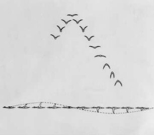 Vogelflug : Technikgeschichte | Physik | Mechanik | Mechanische Schwingungen